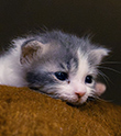 kitten
