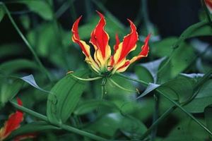 Gloriosa Lily