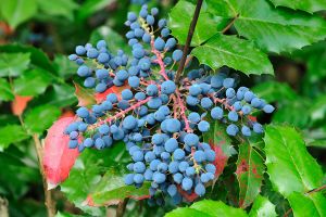 Mahonia