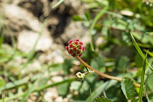 Salad Burnet
