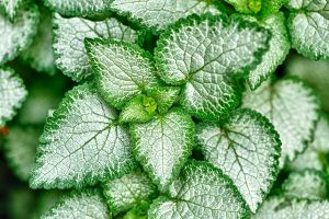 Prostrate Coleus