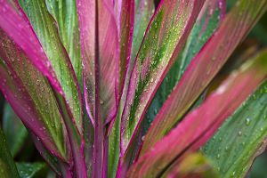 Red Palm Lily