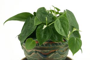Heartleaf Philodendron