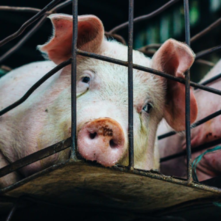 Pig